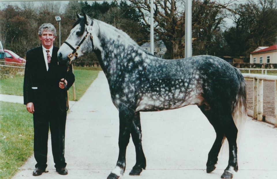 Connemara Pony